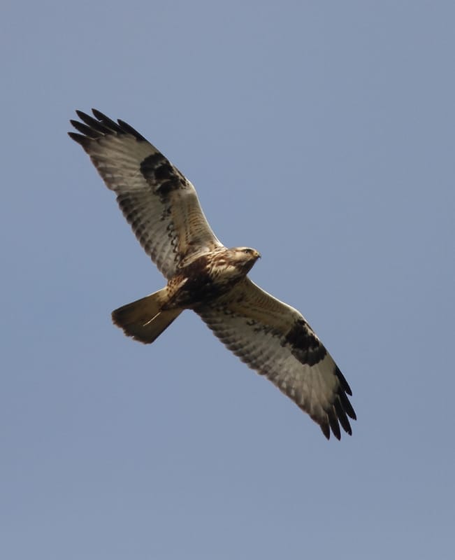 Rough-legged Buzzard, Buckton, by Paul Reed