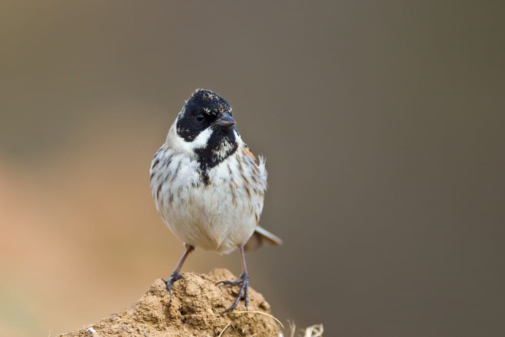 ReedBunting-9658