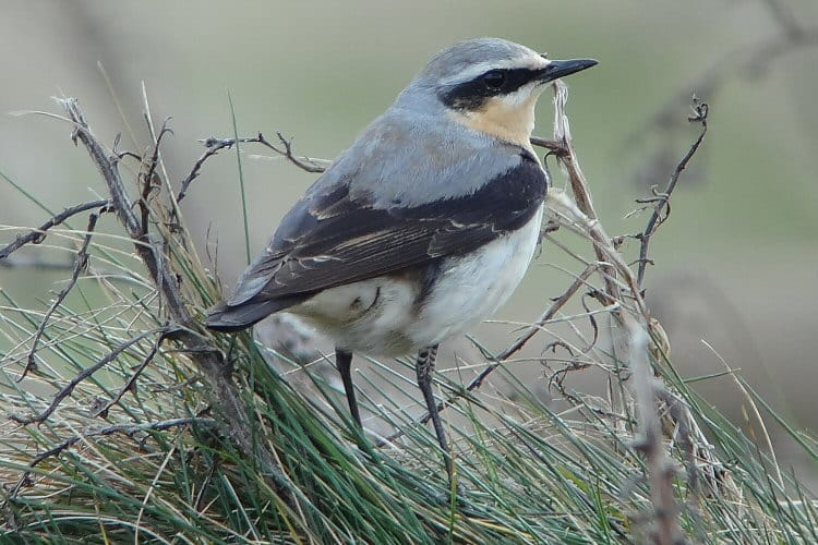 Wheatear, Outer Head, by Tony Dixon