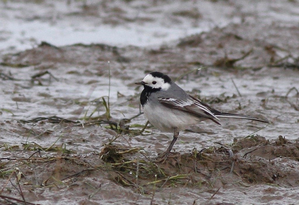 White Wagtail, Outer Head, by Craig Thomas