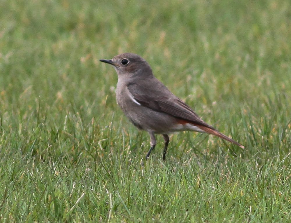 Black Redstart, Outer Head, by Martin Garner