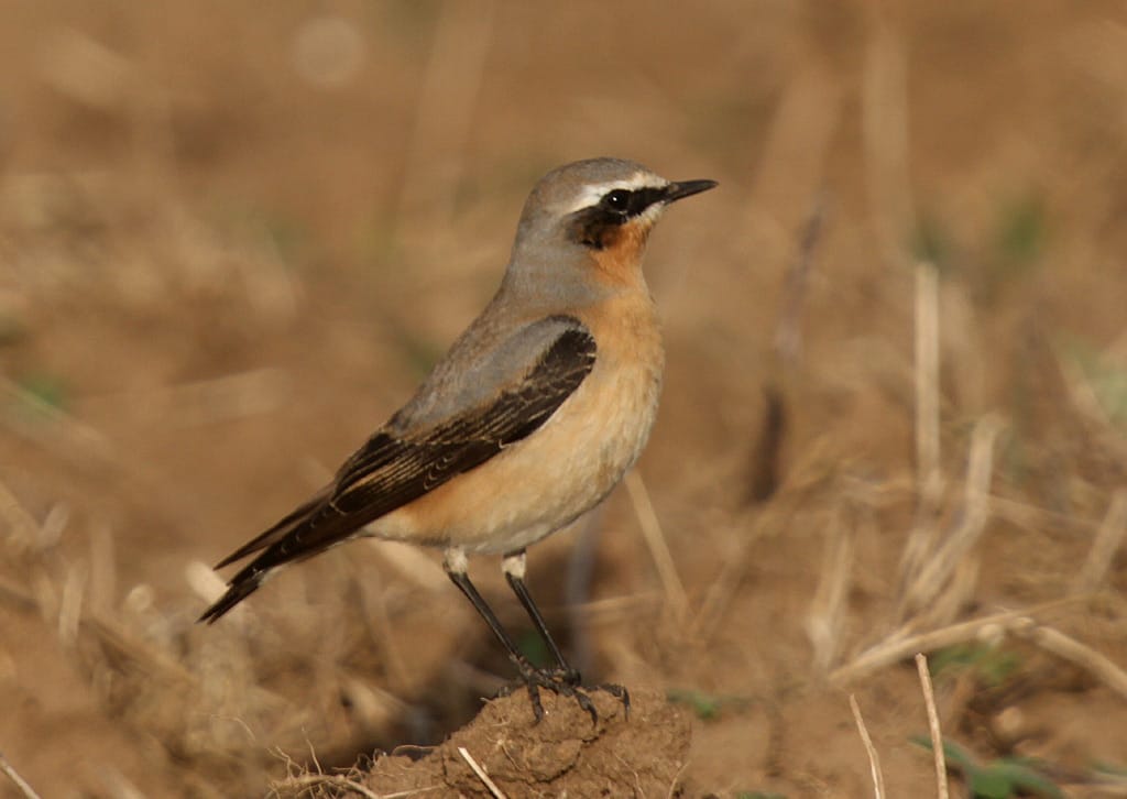 wheatear7