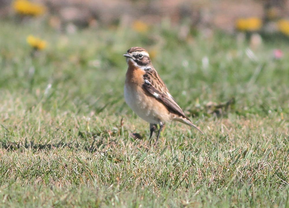 Whinchat, Fog Station, by Martin Garner