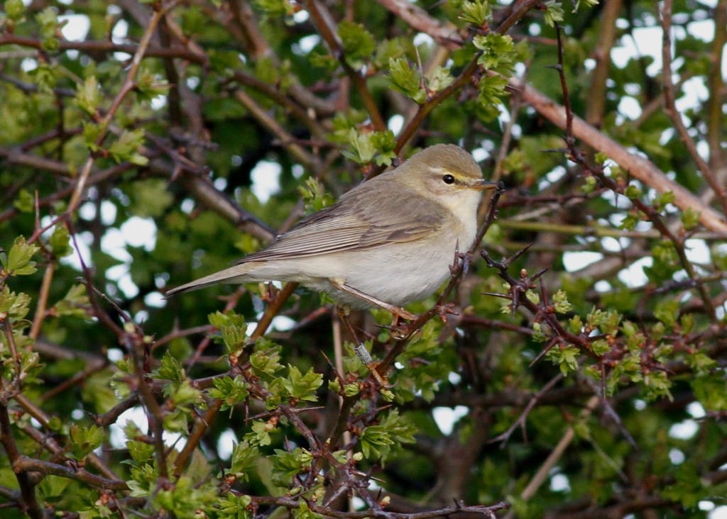 Willow Warbler, Thornwick, by Craig Thomas