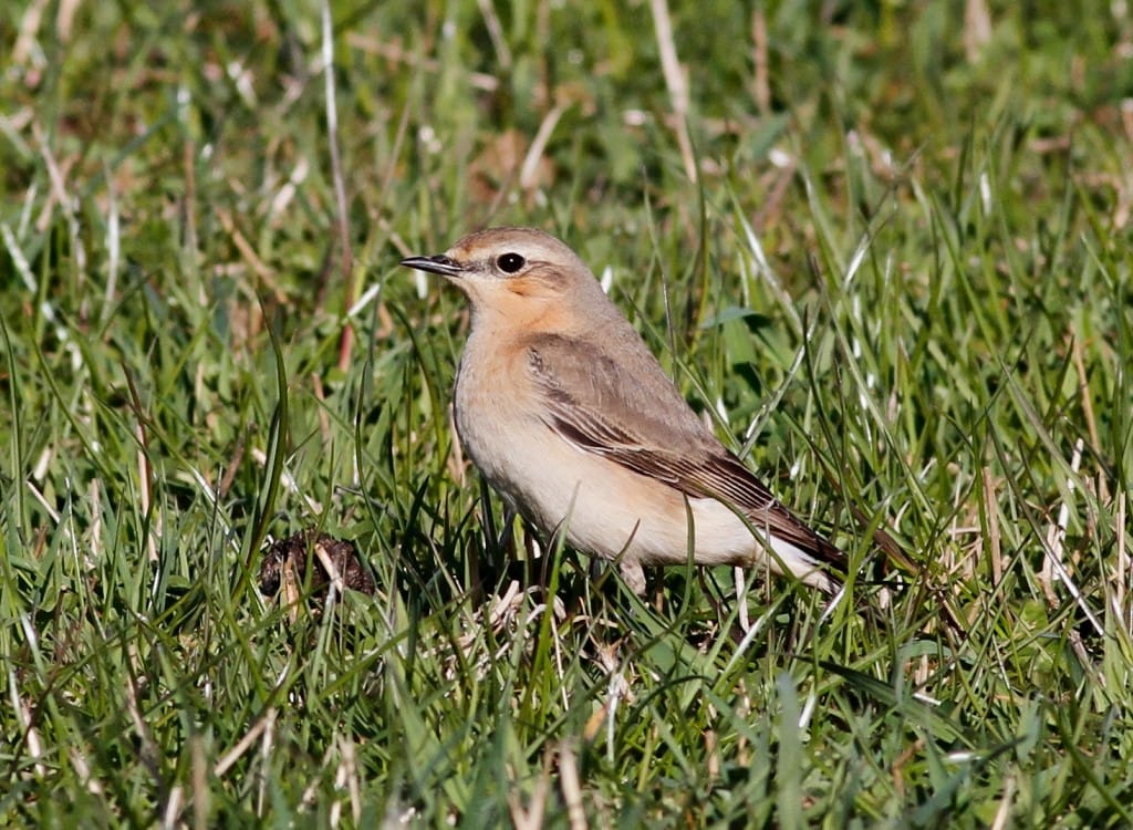 Wheatear, Flamborough, by Craig Thomas