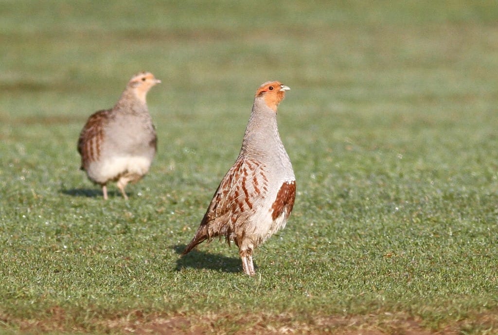 Grey Partridge, Thornwick, by Craig Thomas