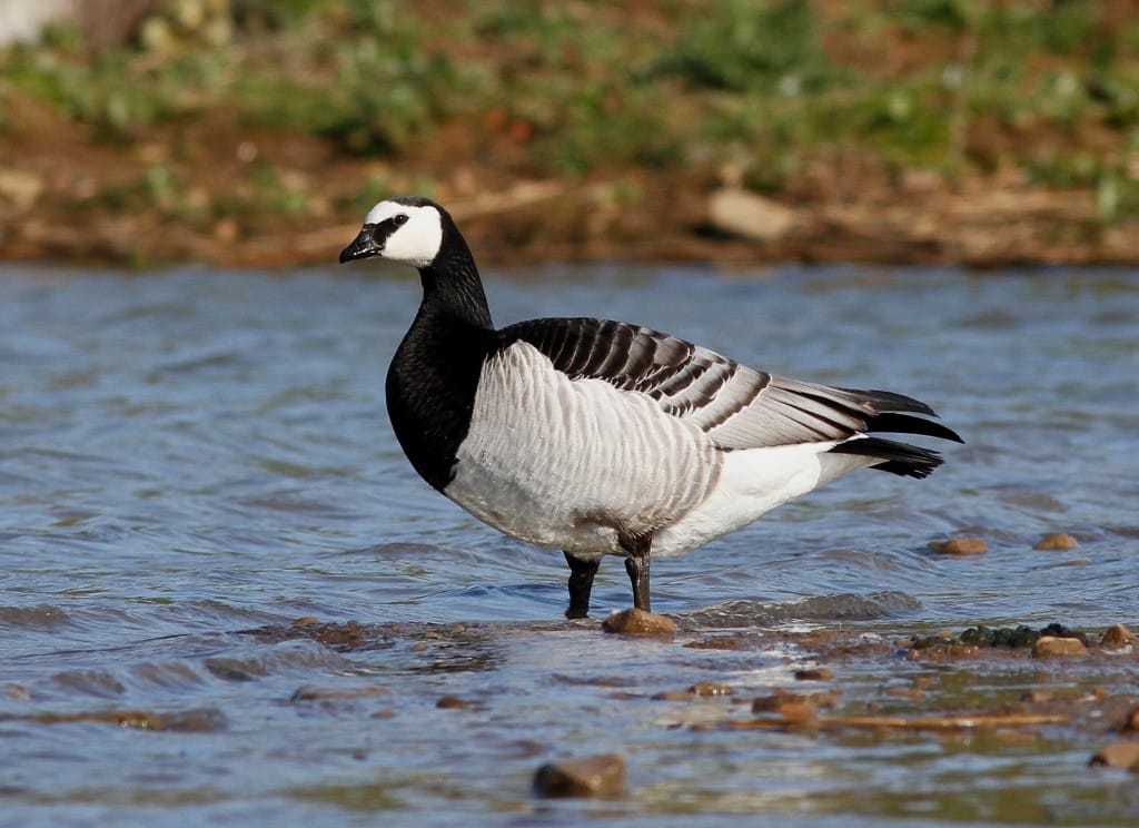 Barnacle Goose, Thornwick Pool, by Craig Thomas