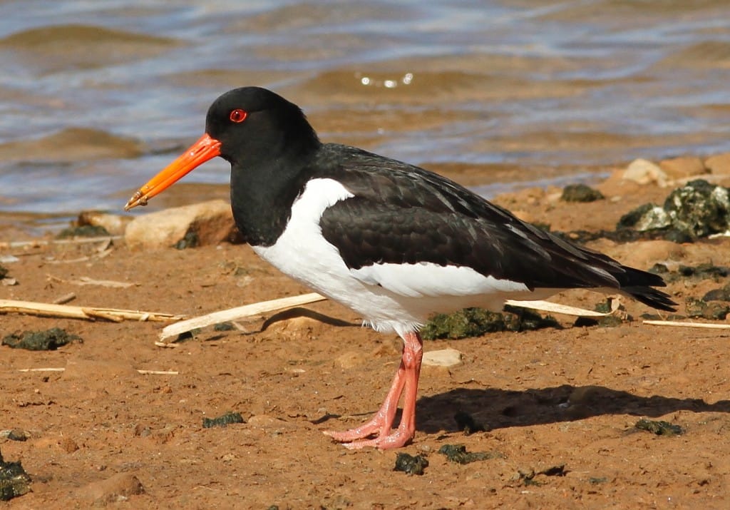 Oystercatcher, Thornwick Pool, by Craig Thomas