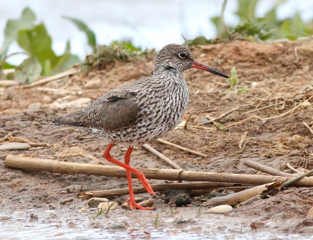 Redshank, Thornwick Pool, by Craig Thomas