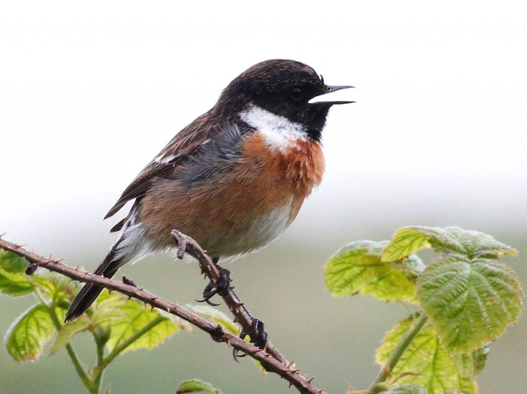Stonechat, Thornwick, by Craig Thomas