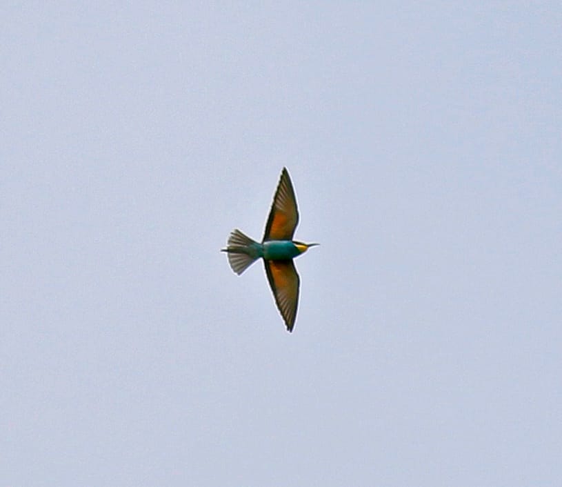 Bee-eater, Outer Head, by John Beaumont