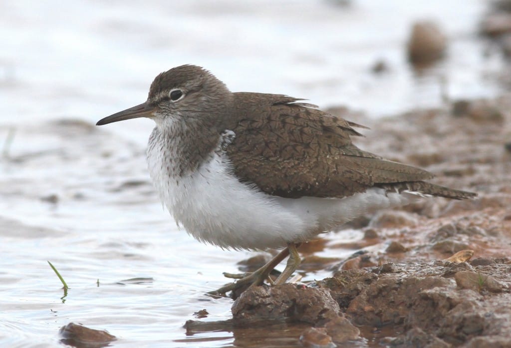 Common Sandpiper, Thornwick Pools, by Craig Thomas