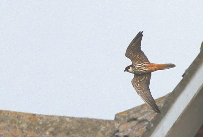 Hobby, Thornwick Pools, by Craig Thomas