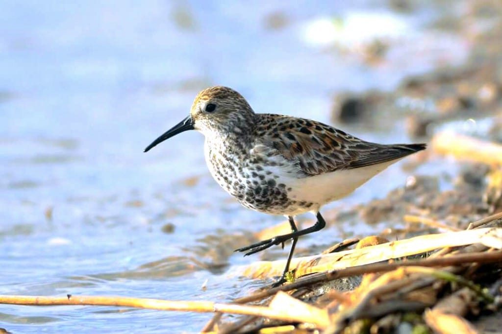Dunlin, Thornwick Pool, by Andy Hood