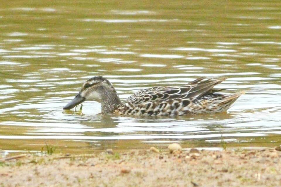 Garganey, Thornwick Pool, by Andy Hood