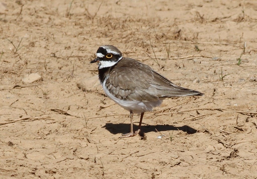 Little Ringed Plover, Thornwick Pools, by Craig Thomas