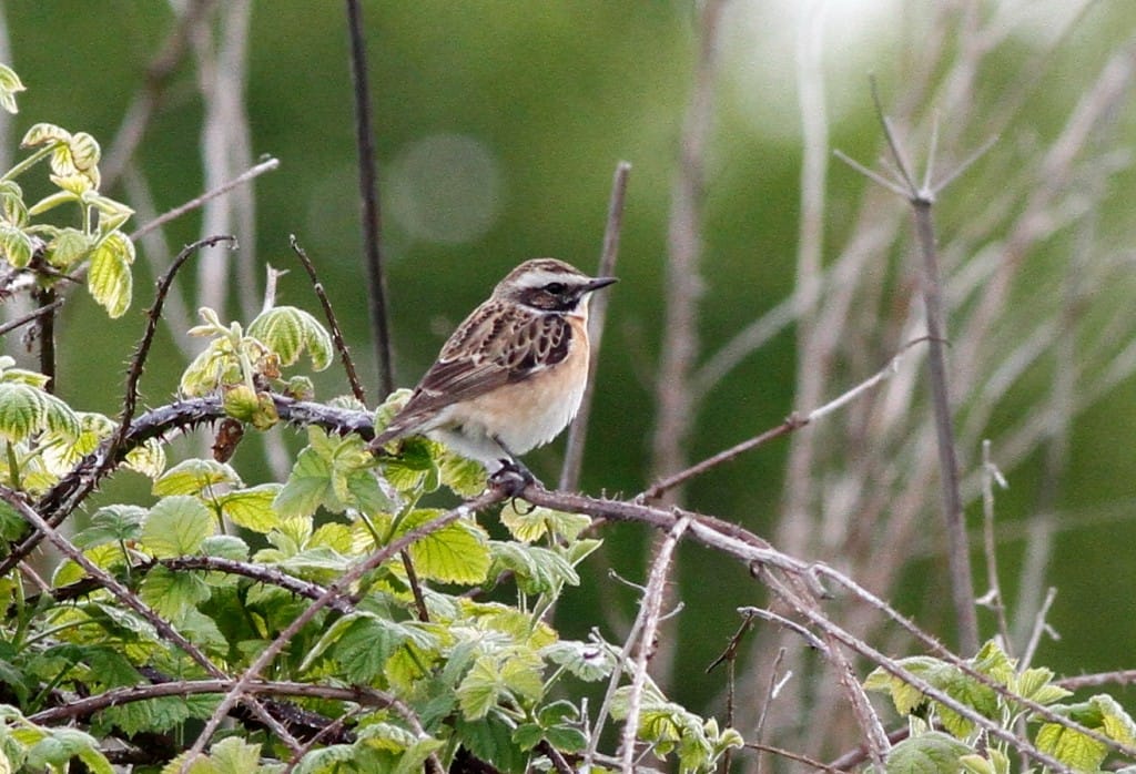 Whinchat, by Craig Thomas