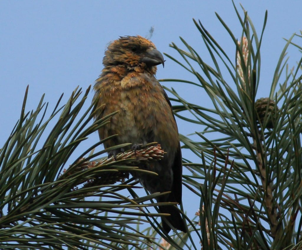 Second calendar-year male Crossbill, South Landing, by Martin Garner
