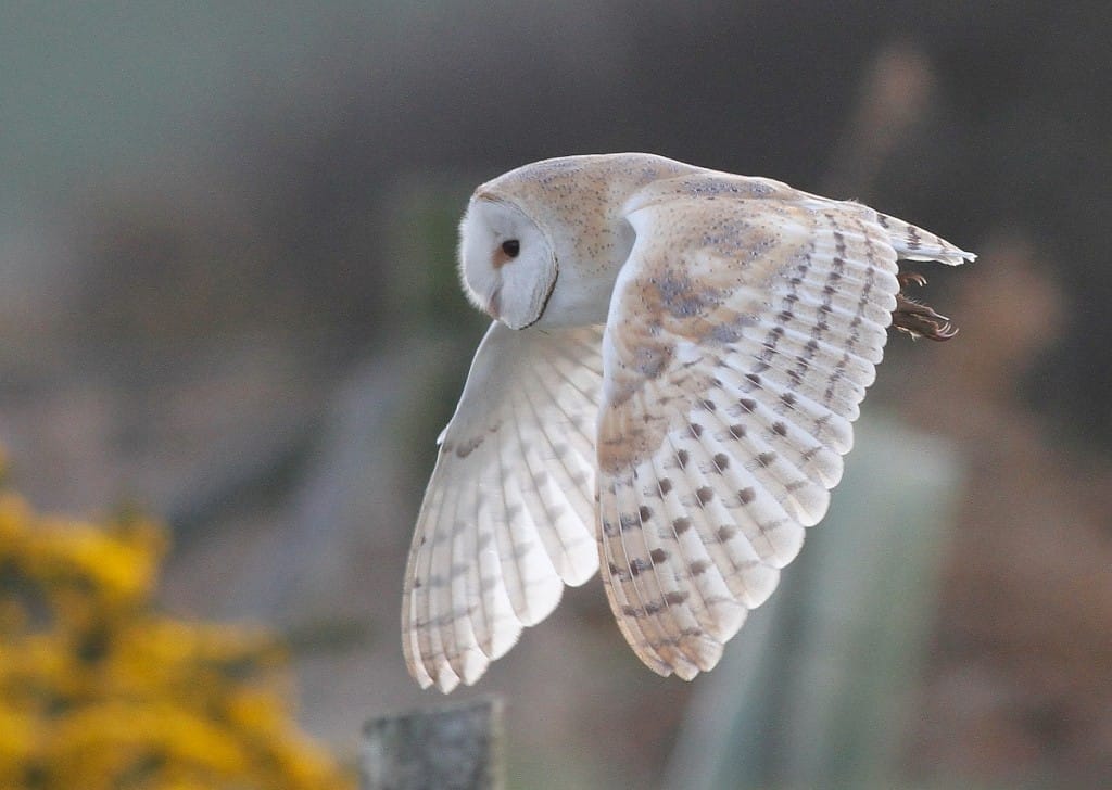 Barn Owl, Thornwick, by Craig Thomas
