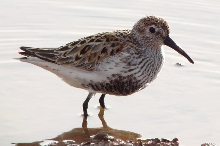Dunlin, Thornwick Pool, by Tony Dixon