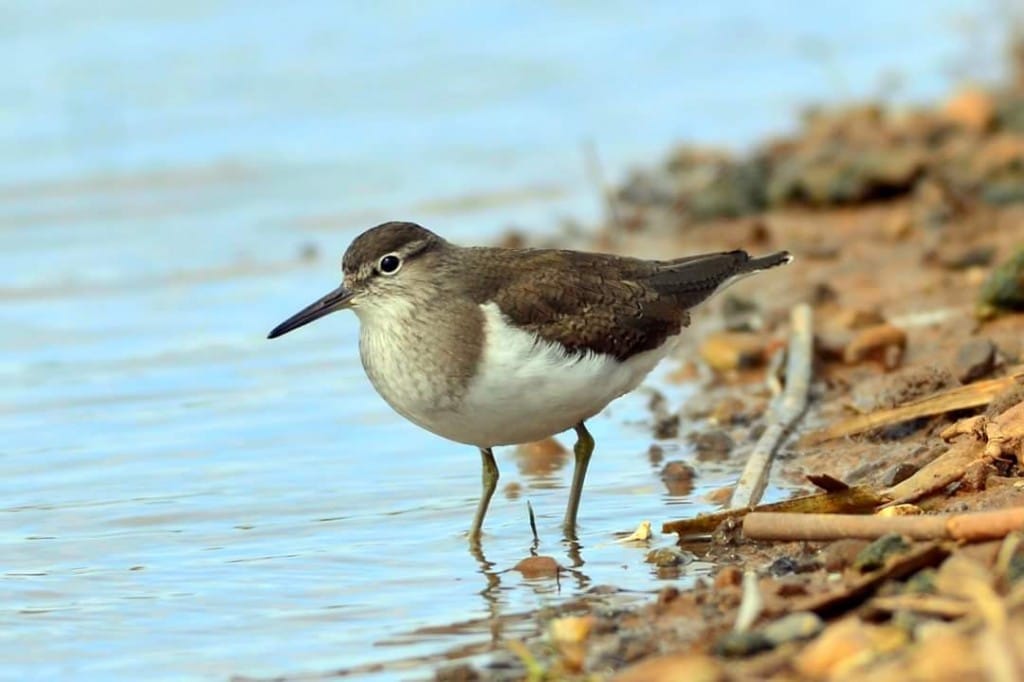 Common Sandpiper, Thornwick Pool, by Andy Hood