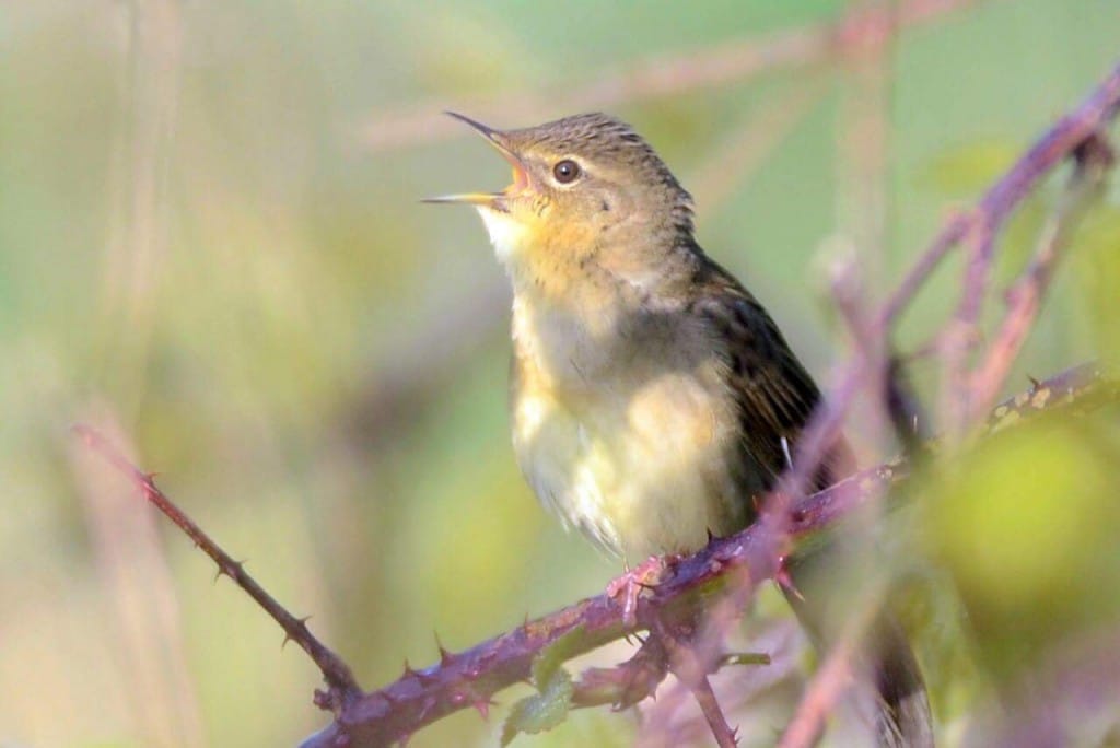 Grasshopper Warbler, by Andy Hood