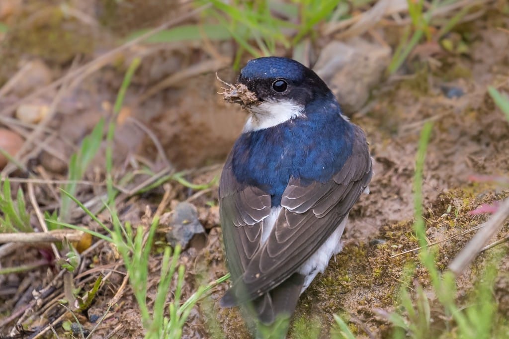 House Martin, by Andrew Allport