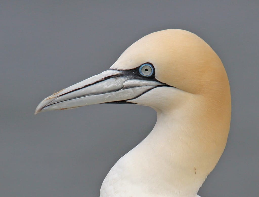 Gannet, by Lee Johnson