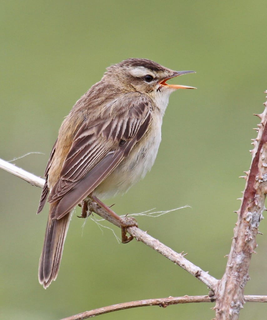 Sedge Warbler, by Lee Johnson