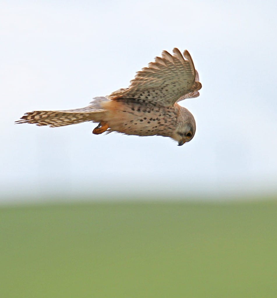 Kestrel, by Lee Johnson