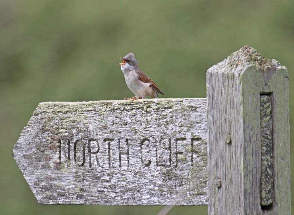 Whitethroat, by Lee Johnson
