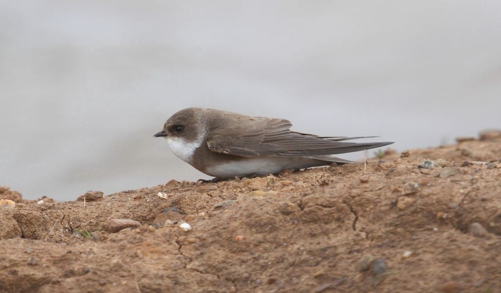 Sand Martin, Thornwick Pool, by Alan Walkington