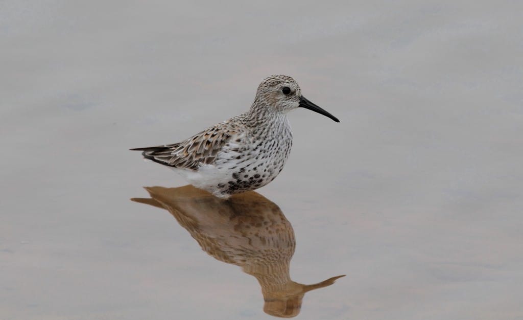 Dunlin, Thornwick Pools, by Alan Walkington