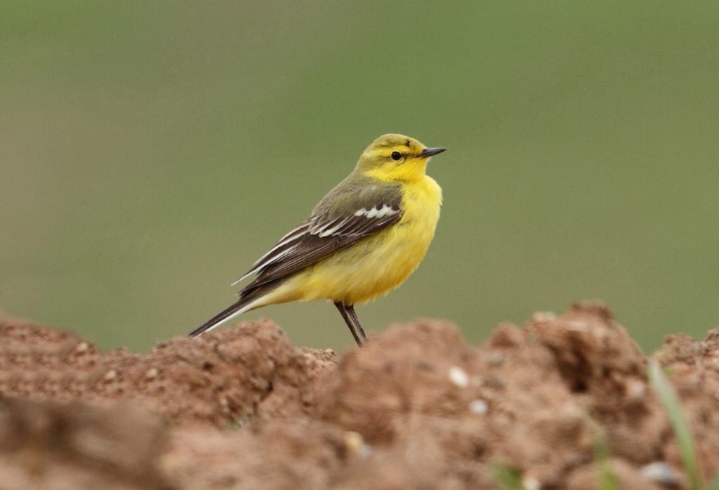 Yellow Wagtail, Thornwick Pool, by Alan Walkington