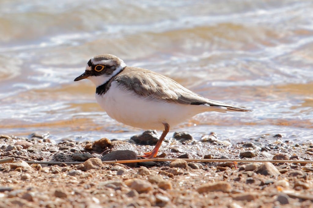 Little Ringed Plover, Thornwick Pools, by Alan Walkington