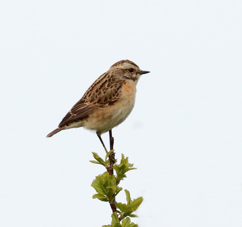 Whinchat, South Landing, by Alan Walkington