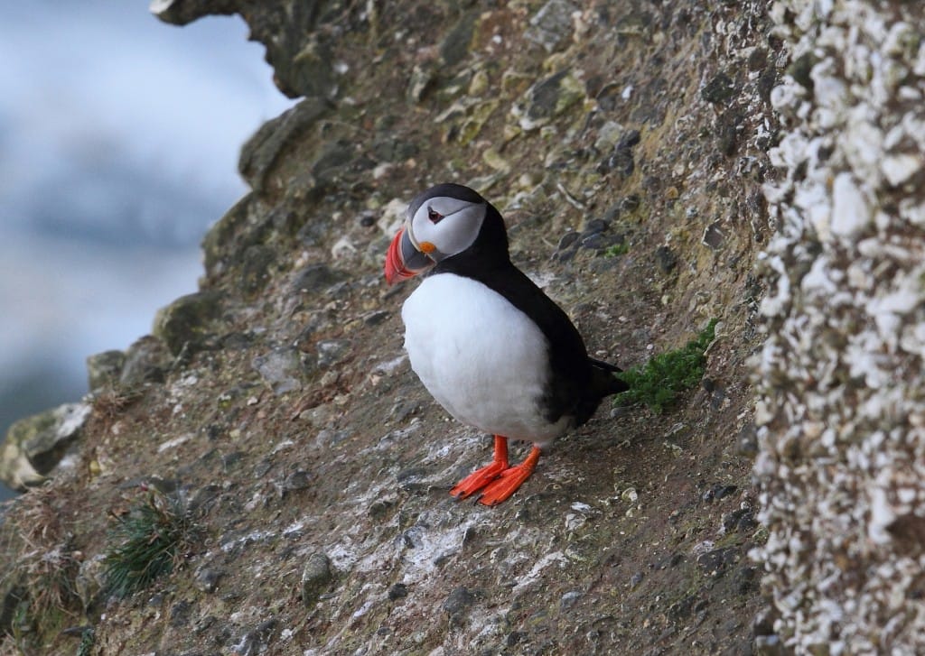 Puffin, Outer Head, by Alan Walkington