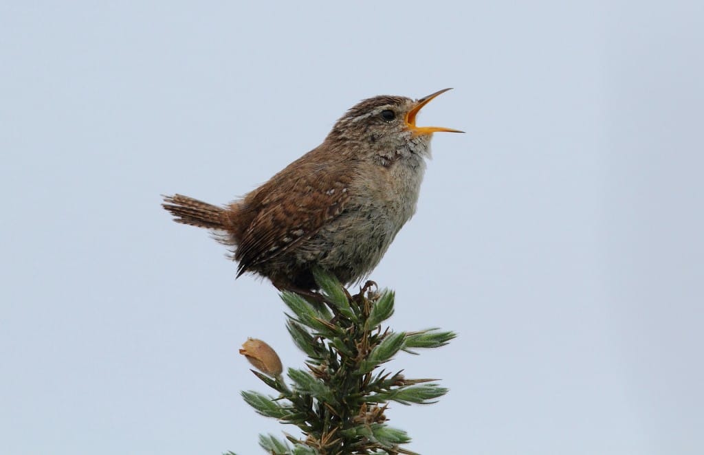 Wren, by Alan Walkington