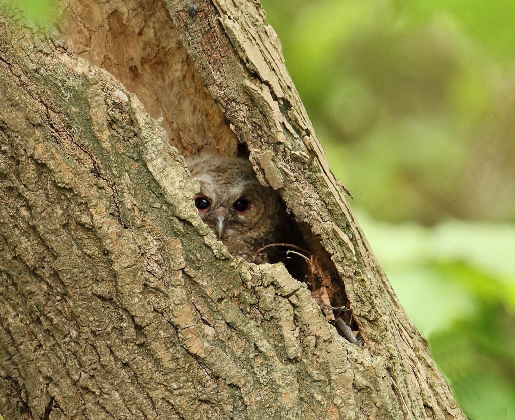 Tawny Owl, South Landing, by Alan Walkington