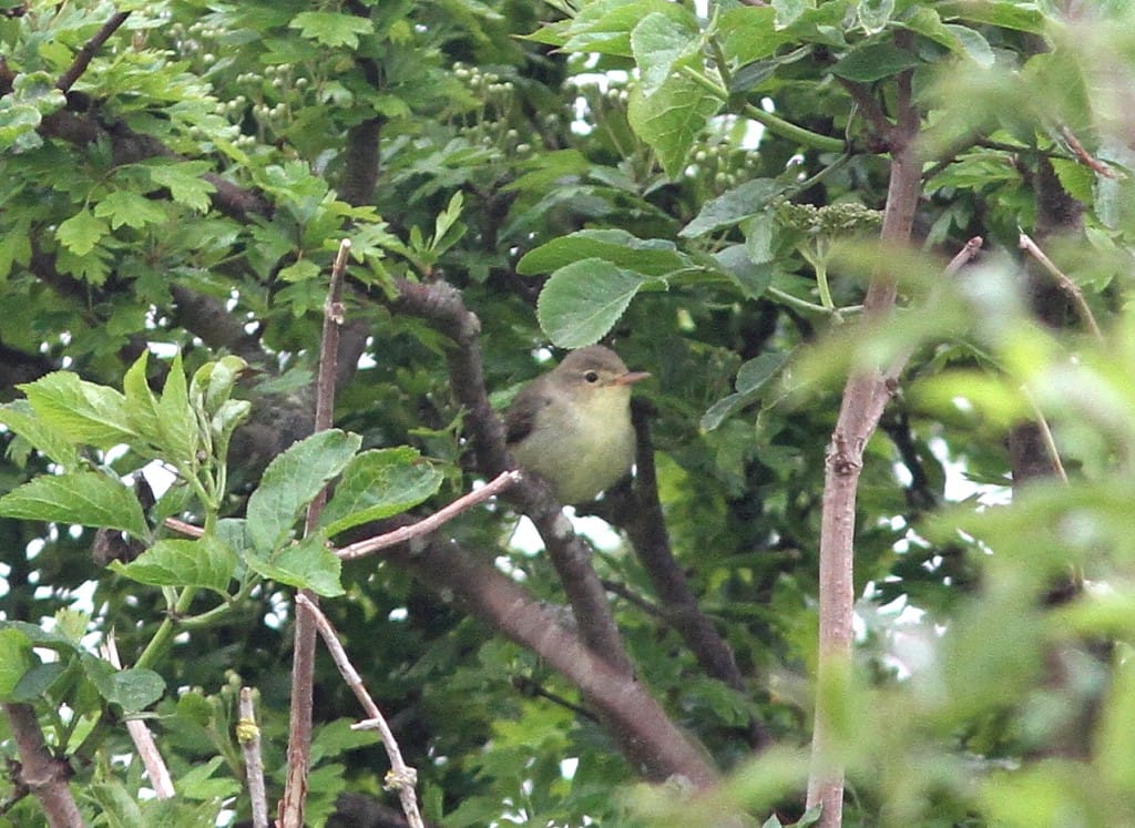 Icterine Warbler, Buckton, by Mark Thomas