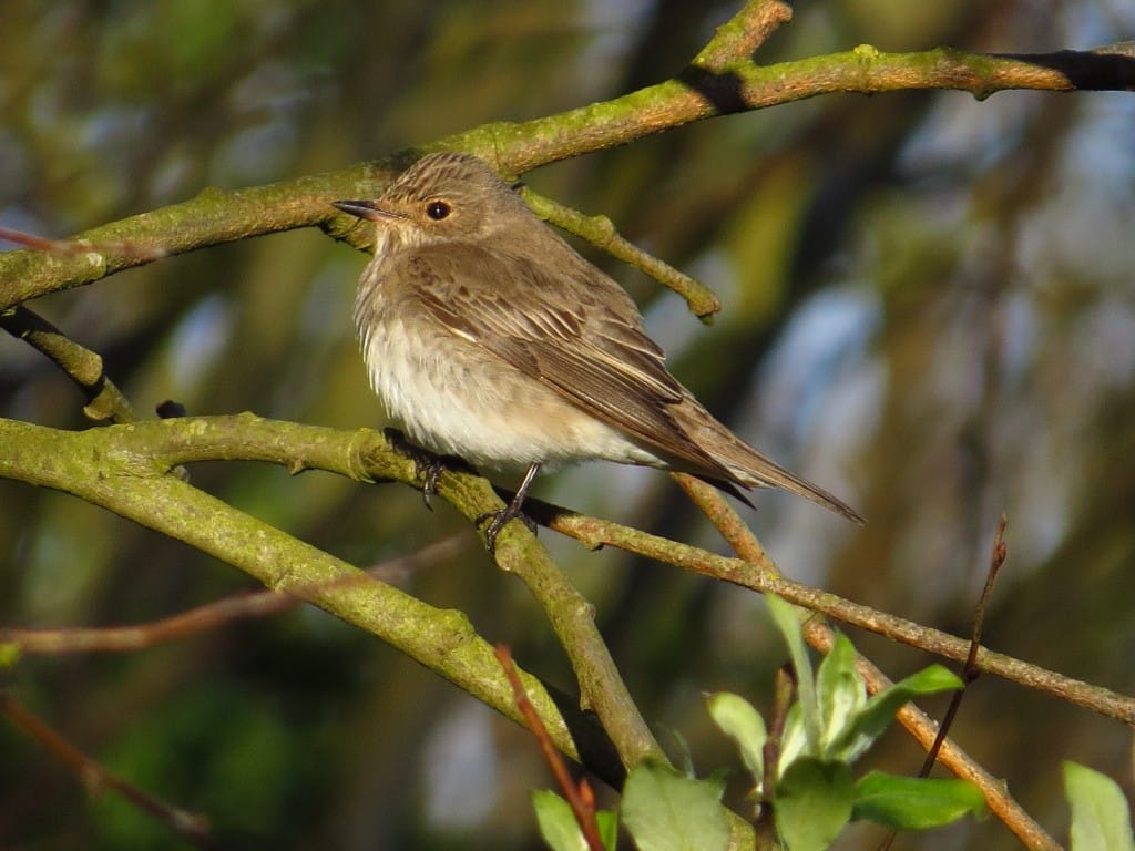 Spotted Flycatcher, Old Fall, by Brett Richards