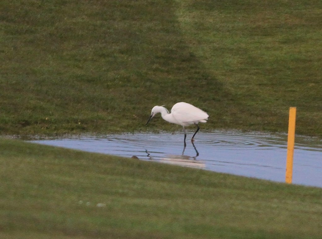 Little Egret, Golf Course, by Martin Garner