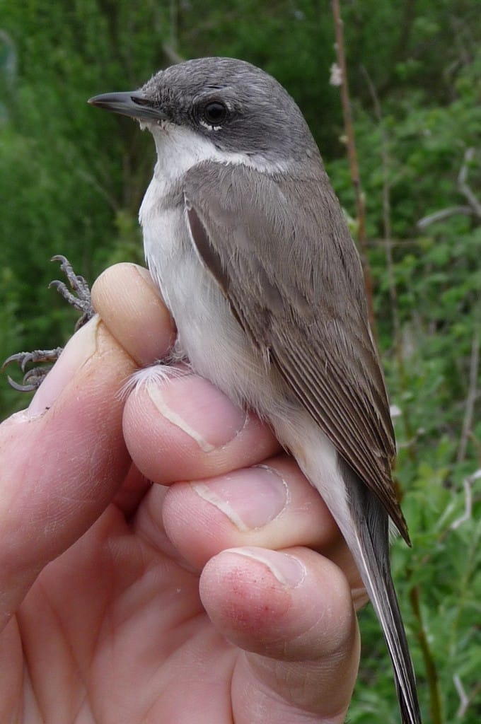 Lesser Whitethroat, by Jim Morgan