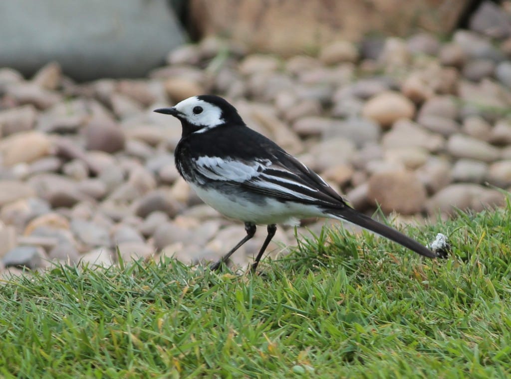 Pied Wagtail, Outer Head, by Martin Garner