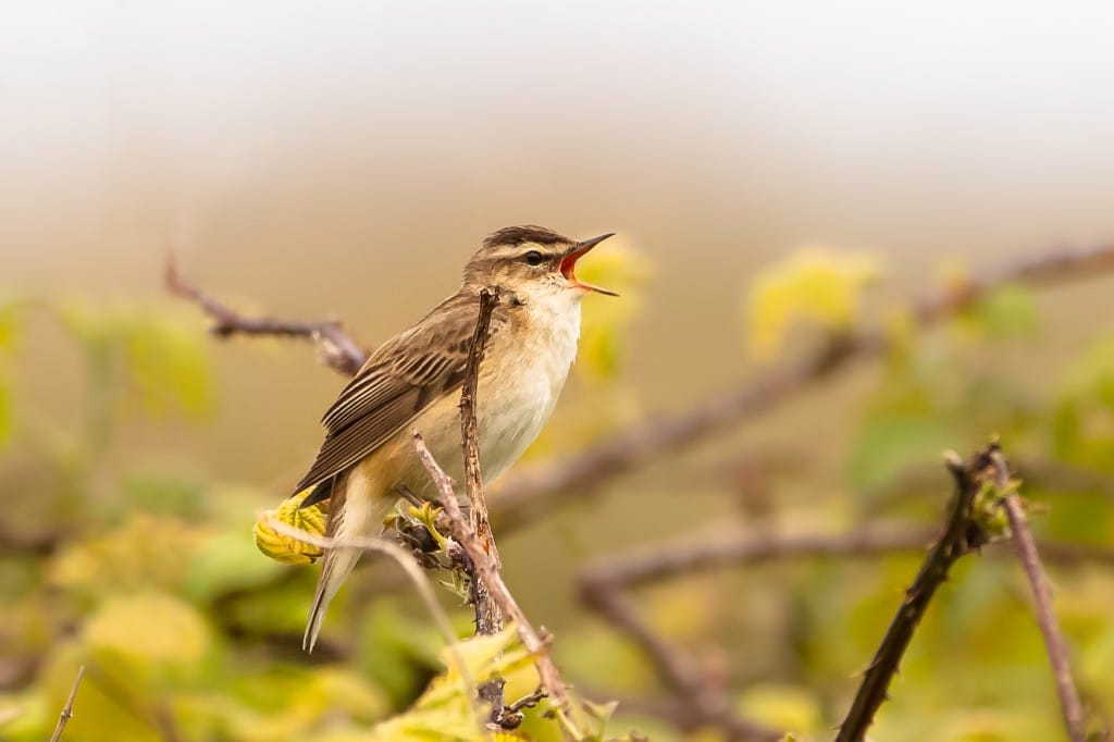 Sedge Warbler, by Andrew Allport