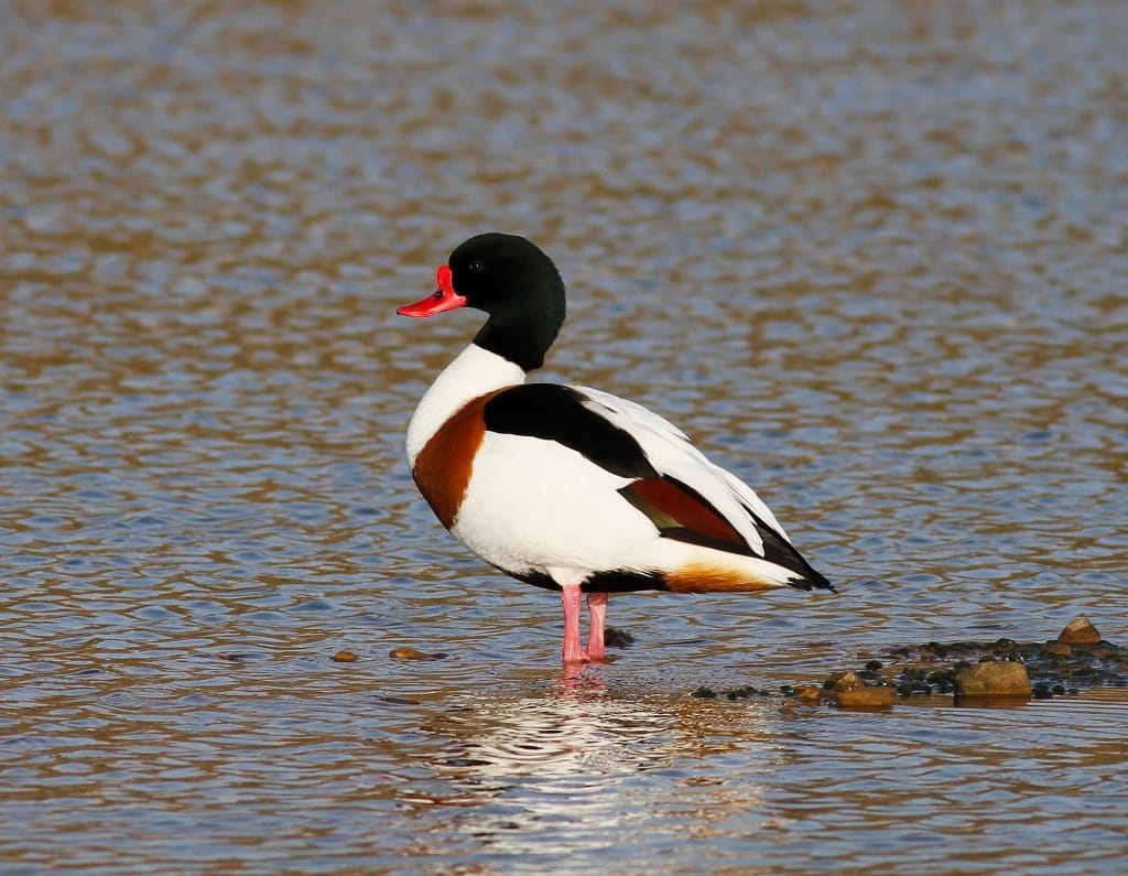 Shelduck, Thornwick Pools, by Craig Thomas