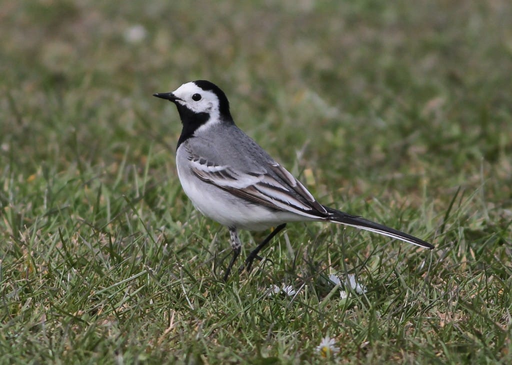 White Wagtail, Outer Head, by Martin Garner