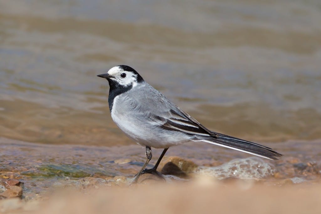 White Wagtail, Thornwick pools, by Andrew Allport
