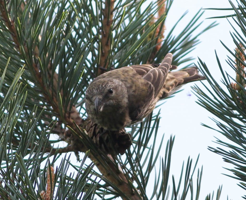 Juvenile Crossbill, South Landing, by Martin Garner