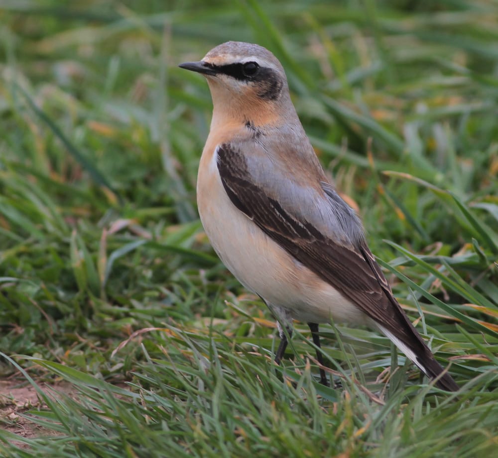 Greenland Wheatear, Flamborough, by Martin Garner